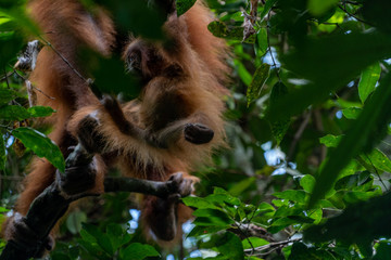 Fototapeta premium Orang Utans im Nationalpark Bukit Lawang/Sumatra
