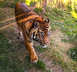 Obraz premium tiger walking in grass close view