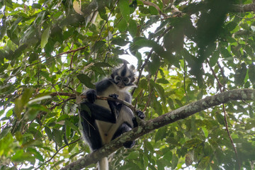 Affen im Nationalpark Bukit Lawang/Sumatra