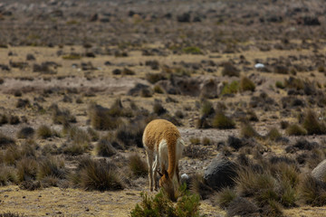 vicuna