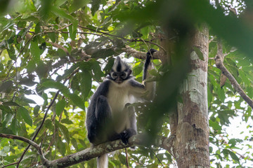 Affen im Nationalpark Bukit Lawang/Sumatra