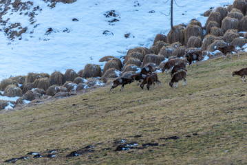 Mouflons in Dolomites Mountains