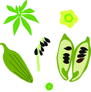 Vector illustration of  tasty green achocha in cartoon flat style. Healthy food. Cyclanthera pedata- achocha, caygua, kaywa -  fruit from cucurbitaceae family with leaves and flowers, unusual rare hea