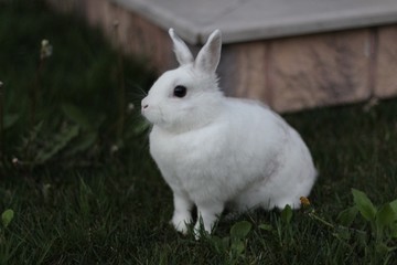 rabbit in the grass