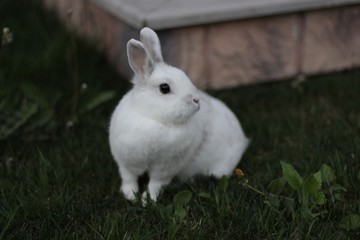rabbit in the grass