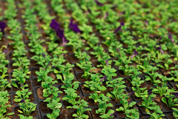 Rows of petunia flowers in pots, grown in a greenhouse. Plants are ready for export. Gardening and planting concept. Working in the garden