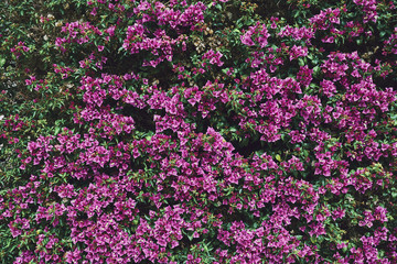 green wall decorated with foliage and floral texture and background for designers