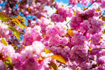 Spring flowers background. Cherry Blossoms Trees. Springtime.