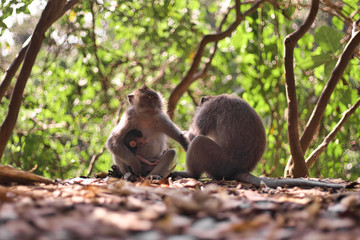  monkey family, mom breastfeeds the cub