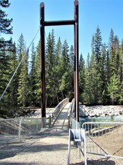 bridge in the forest