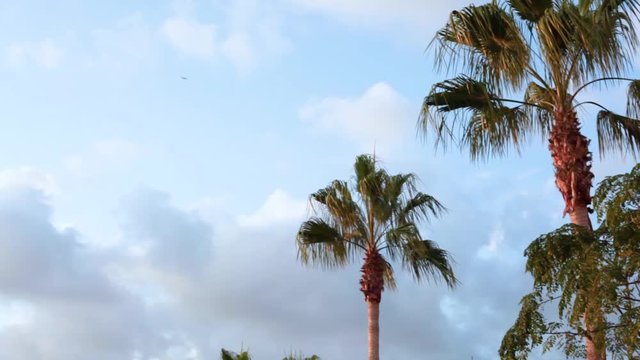 Palm trees and sky, leaves of trees waving in the wind. Video concept for gifs, videos for travel advertising, travel agencies, screen savers.