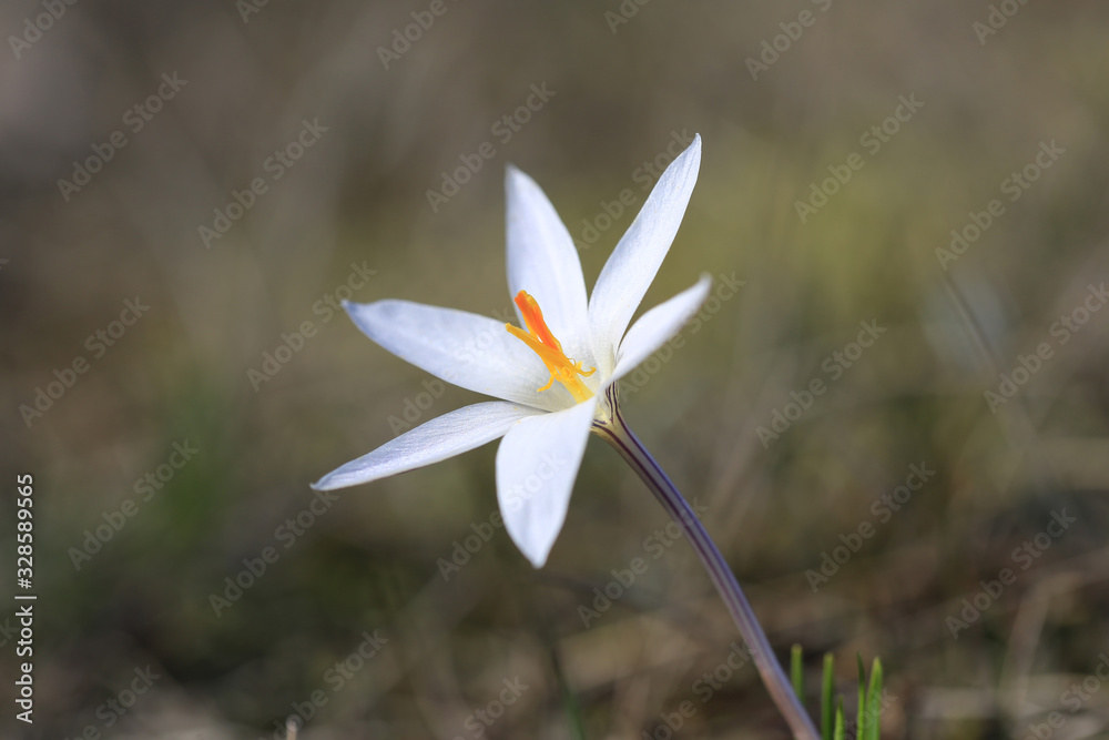 Wall mural beauty first sping wild crocuse flower