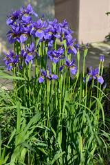  blue irises in the flowerbed near the house © Viktoriia Kolosova