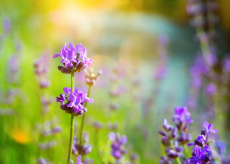 Closeup of violet lavender flower in the field in sunny summer day. Violet lavender background with place for text on the top corner