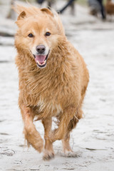 Golden Retriever im Meer