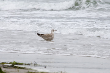 Eine Möwe badet im Meer