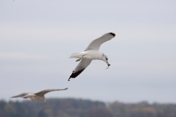 Möwen am Meer 