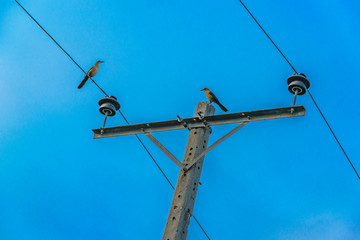 Obraz premium Birds Standing at Telephone Cables