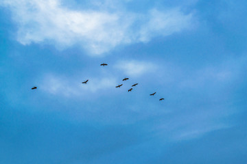 Group of Ducks Flying Over Cloudy Sky, Samborodon, Ecuador