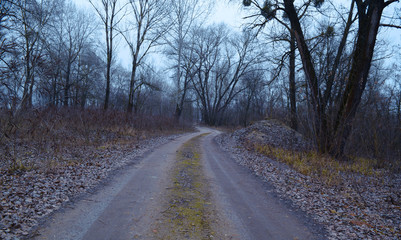 Fototapeta na wymiar View of a long sandy road between trees in a cold forest