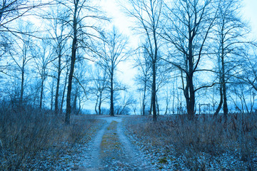 A long road in nature between dark trees. Cold evening