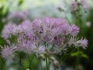 White flower in a garden
