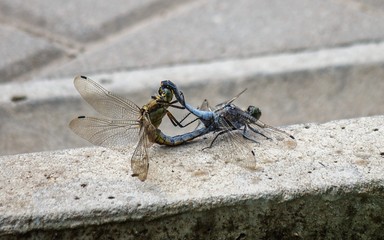 A close macro picture of pair of dragonflies matting on a concrete block.