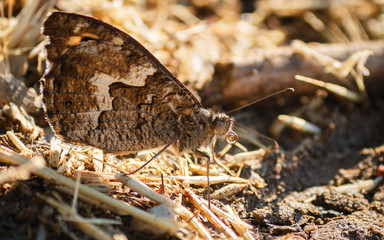 A close macro picture of a butterfly sitting on a ground releasing its proboscis