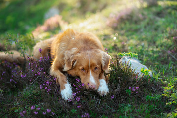dog in heather colors. Portrait of a pet in nature. Nova Scotia Duck Tolling Retriever in the beautiful scenery. Animal in spring