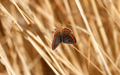 Butterfly sits on a dry grass ear on a background of yellow dry grass