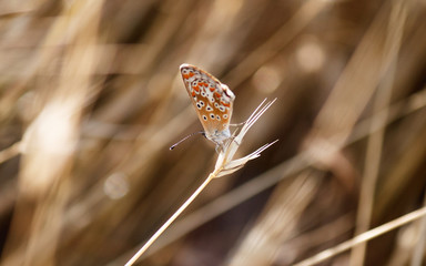 Butterfly sits on a dry grass ear on a background of yellow dry grass