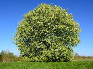 blooming acacia tree in the form of a ball
