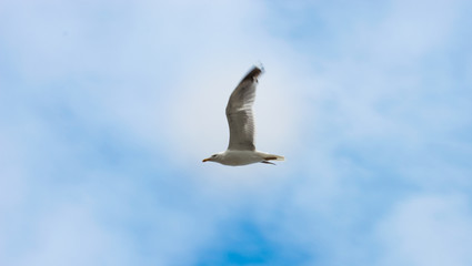Fototapeta premium A seagull flying over the Cantabrian sea in a blue sunny day