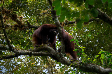 Hoch oben in den Ästen - Borneo-Orang-Utans (Pongo pygmaeus) außerhalb der Gomantong Höhlen, Sabah Borneo.