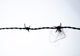 The silhouette of a barb wire fence with rest of hair.