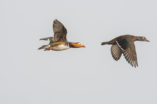 A picture of a mandarin ducks flying in the air.   Vancouver  BC  Canada - Powered by Adobe