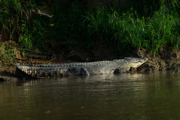 Leistenkrokodil (Crocodylus porosus).  Unterwegs am Kinabatangan, Sabah, Borneo.