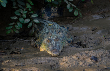 Leistenkrokodil (Crocodylus porosus).  Unterwegs am Kinabatangan, Sabah, Borneo.