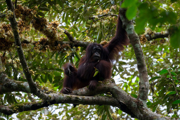 Hoch oben in den Ästen - Borneo-Orang-Utan (Pongo pygmaeus) außerhalb der Gomantong Höhlen, Sabah Borneo.
