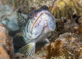 Sand Diver lying in wait to ambush its prey - Bonaire