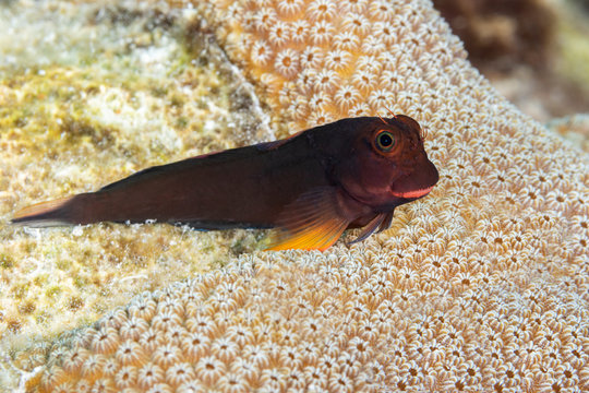 Redlip Blenny perched on a coral head - Bonaire