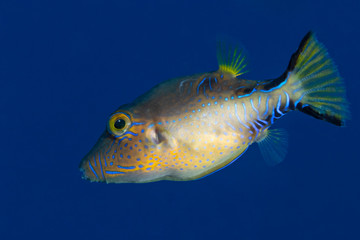 Sharpnose Puffer swimming in the Caribbean Sea - Bonaire