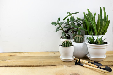 home floriculture. plant transplant in a pot with garden tools on a white wooden table. modern interior with many plants