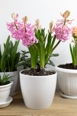 home floriculture. pink Hyacinth transplant in a pot with garden tools on a white wooden table. modern interior with many plants