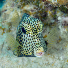 Obraz premium Spotted Trunkfish foraging in the sand - Bonaire