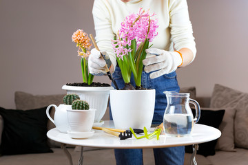 woman at home transplant pink hyacinth into a pot with garden tools on a white table. modern interior with many plants. floriculture