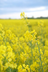 Rapeseed field. Yellow flowers against the blue sky