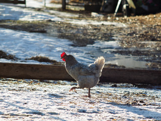 Chicken walks in the snow on a free range