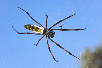 Red legged golden orb weaver spider female - Nephila inaurata madagascariensis, resting on her nest,clear blue sky background