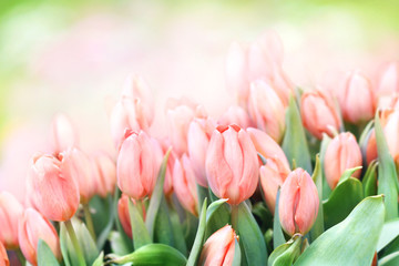 Fototapeta premium Spring blossoming tulips in garden, springtime pink flowers field background, pastel and soft floral card, selective focus, toned